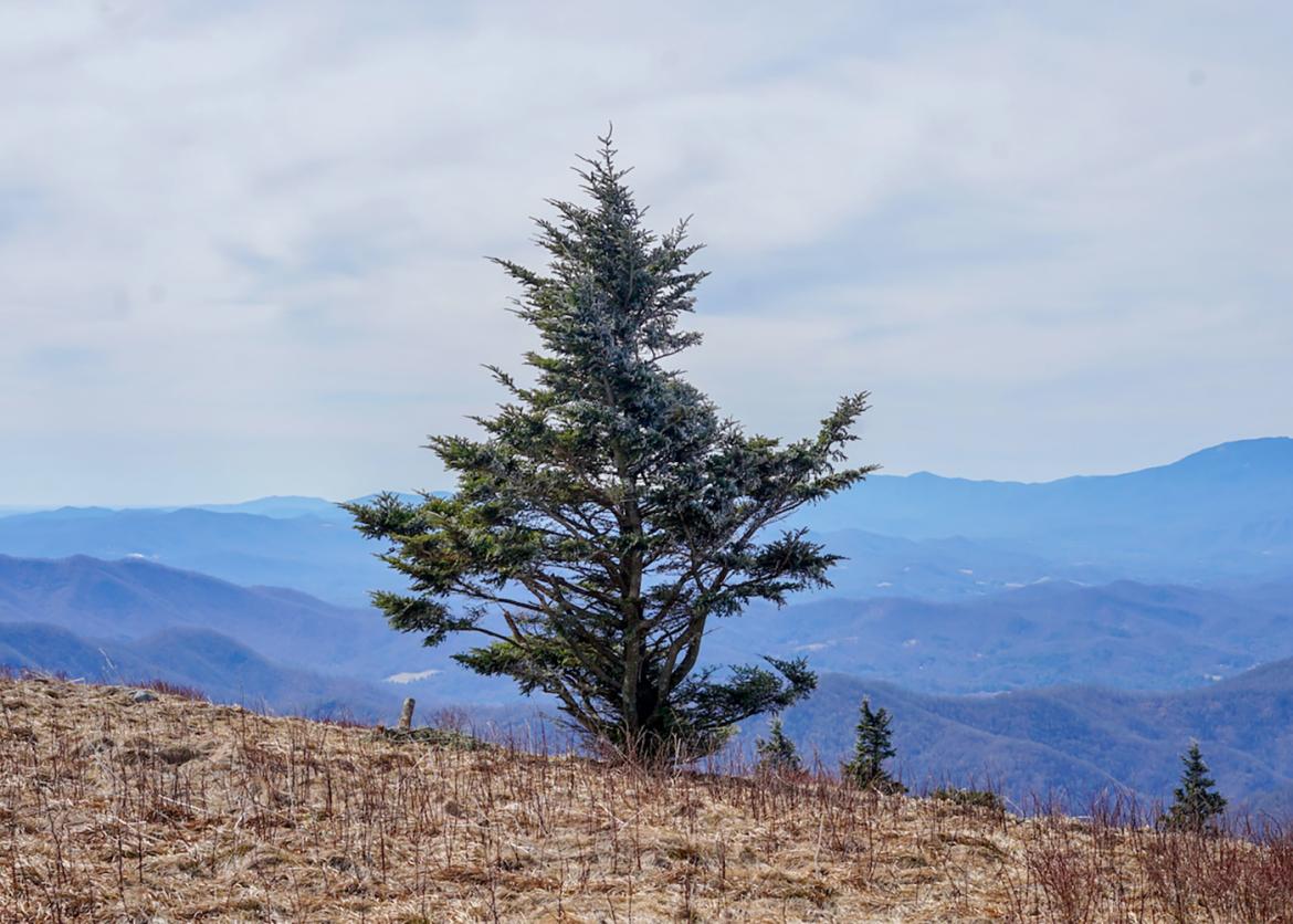 Lone evergreen tree in front of blue-tinted mountain backdrop of the Roan Highlands in North Carolina.