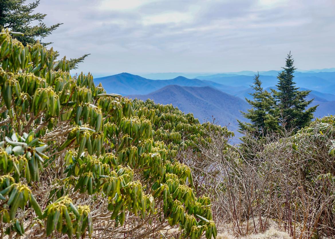 Evergreen trees and blue-tinted mountain backdrop of the Roan Highlands in North Carolina.