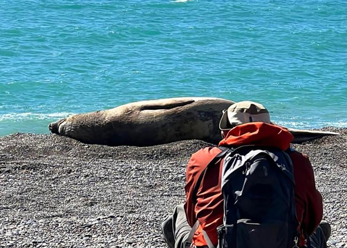 Dolphins, Penguins, Whales and more; Wildlife Viewing on the Valdez Peninsula, Argentina