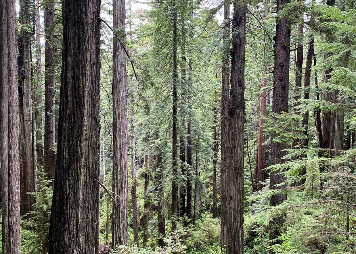 A forest of towering redwood trees.