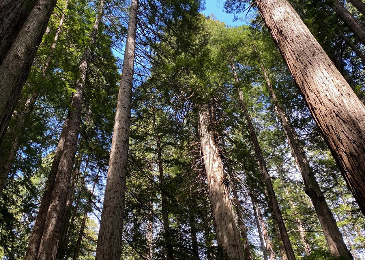 Towering redwood trees.