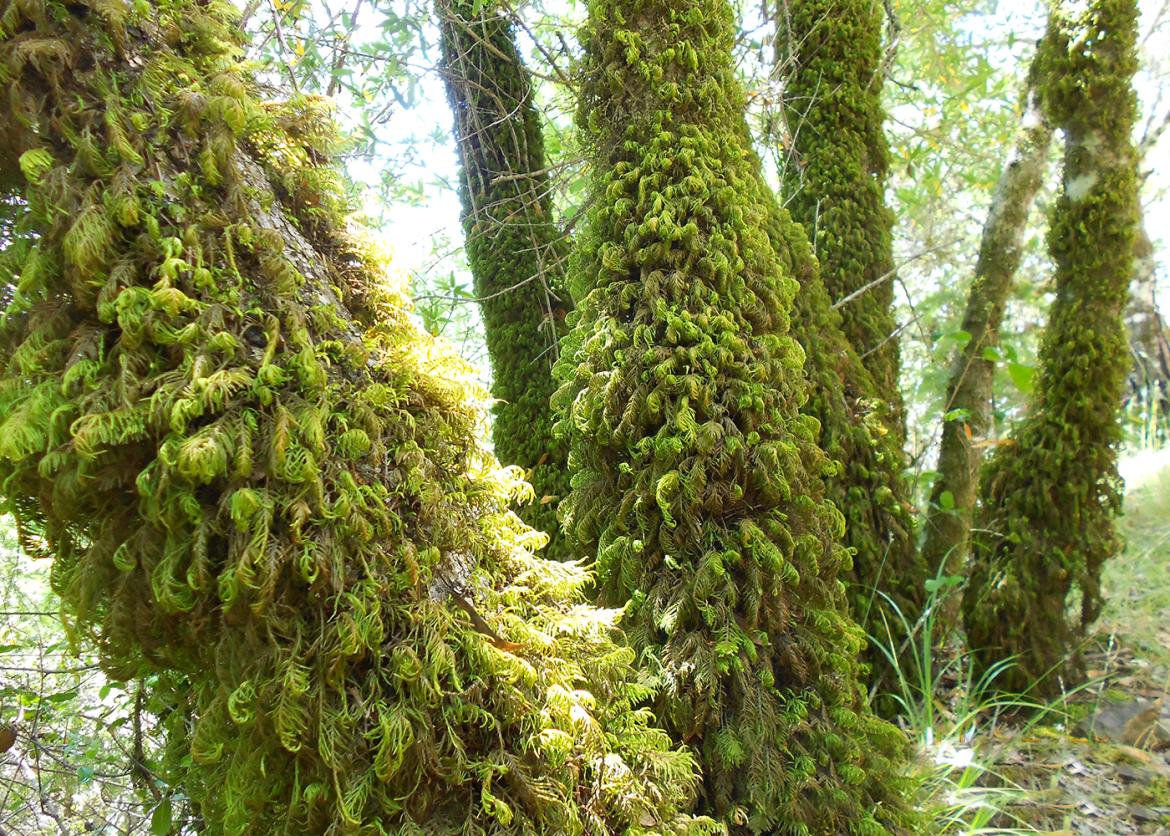 Tree trunks covered in moss and ferns in Marin County, California.