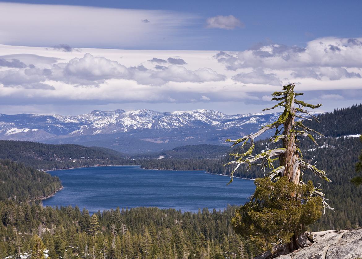 Scraggly tree in front of a blue Donner Lake, with snow covered mountain peaks in the background.