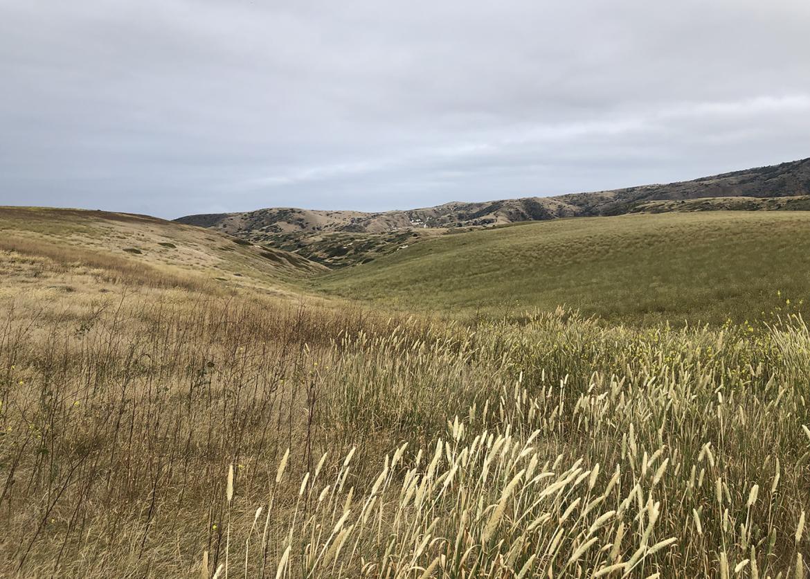 Grass-covered hills on Santa Cruz Island, California