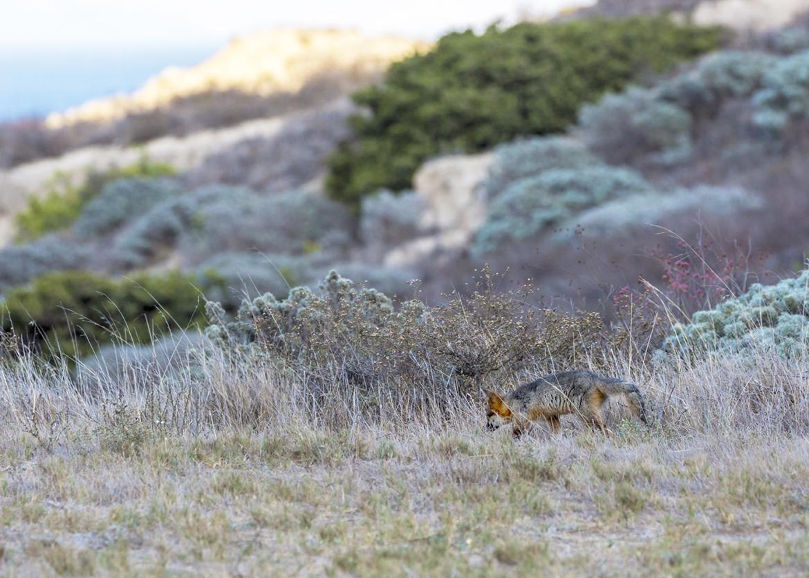Island fox amidst the scrubby landscape of Santa Cruz Island, California