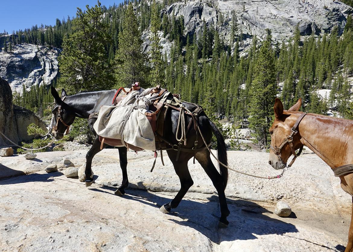 Pack mules help haul gear along the John Muir Trail