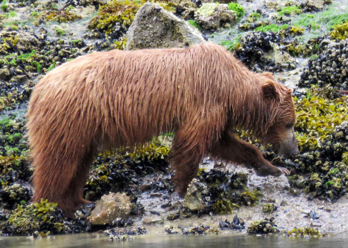 A wet brown bear walks through river shallows, the rocks covered in shellfish and seaweed.