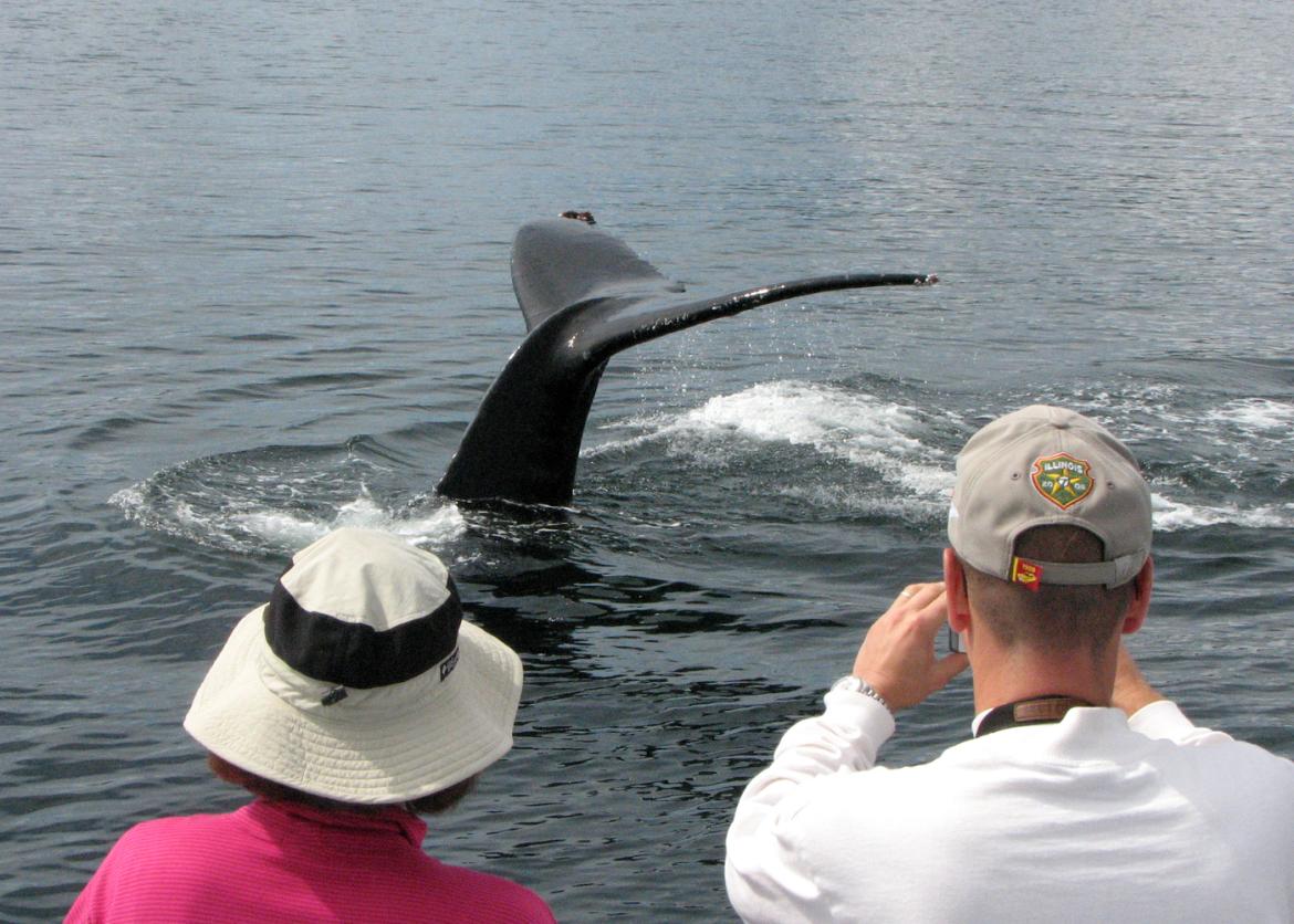 A whale tail fin above the water, with two people looking on.