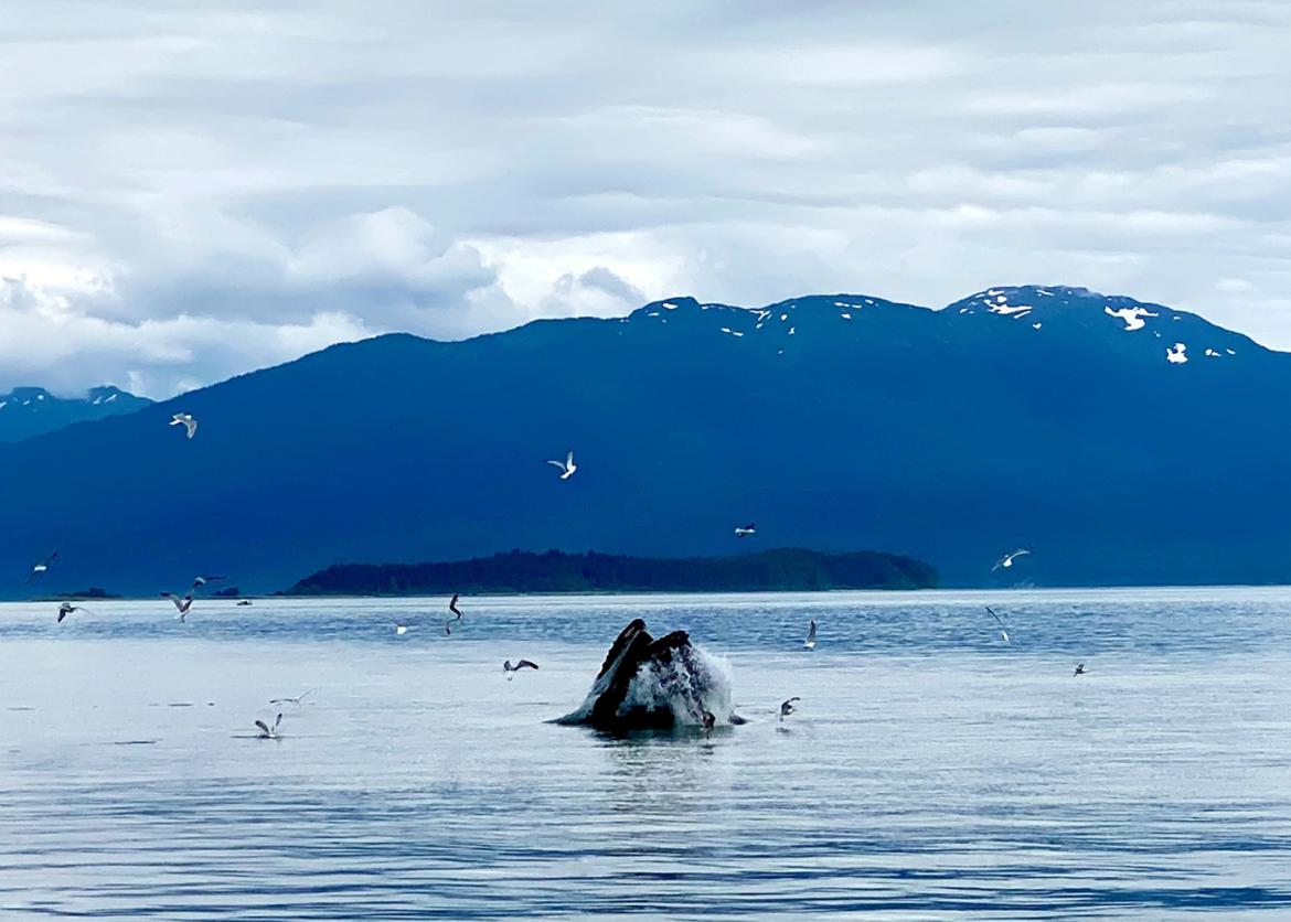 A whale breaching the water as seagulls fly around.  In the distance there is a forest, and a mountain range.