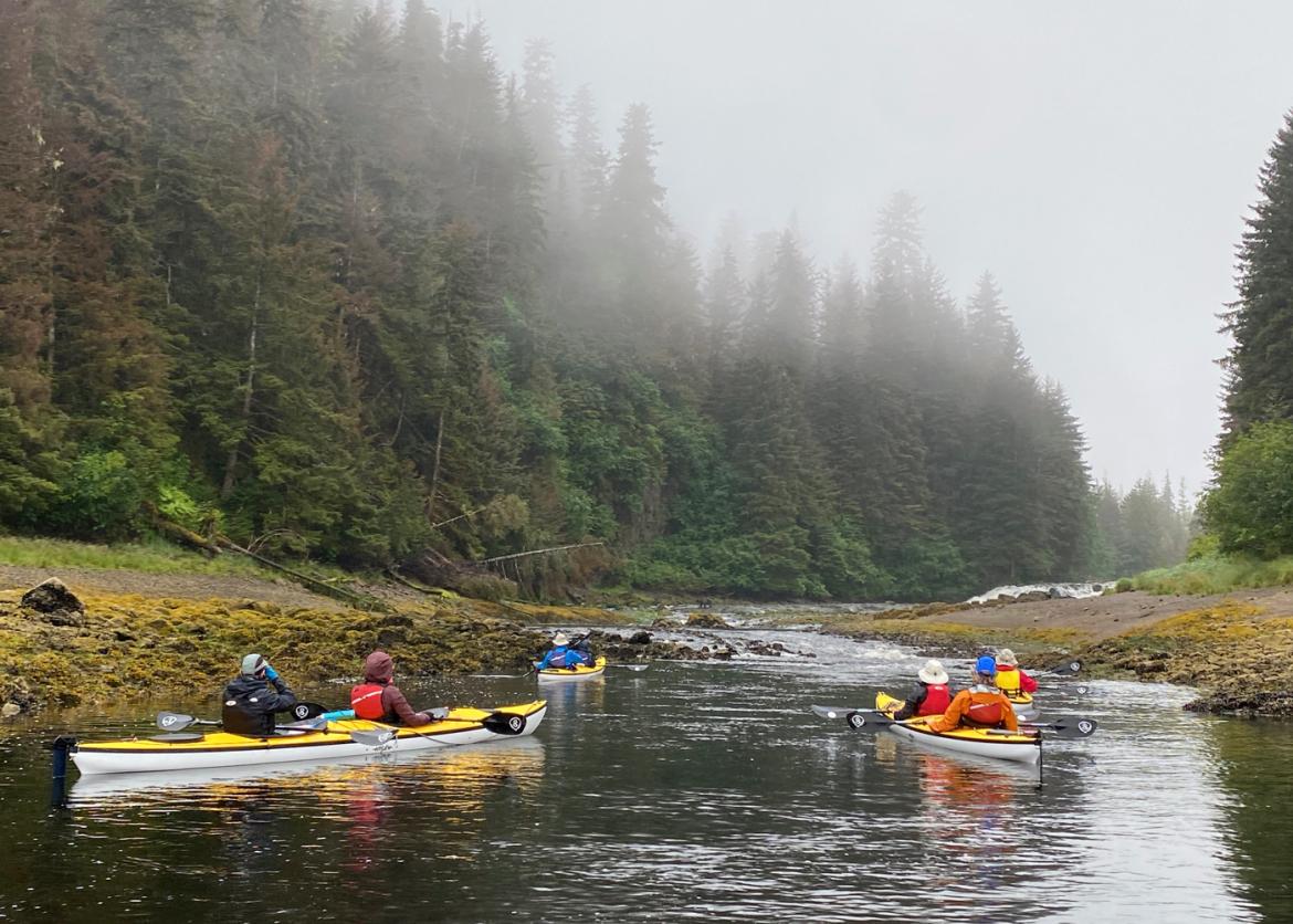 Four double kayaks go up a river surrounded by forest.