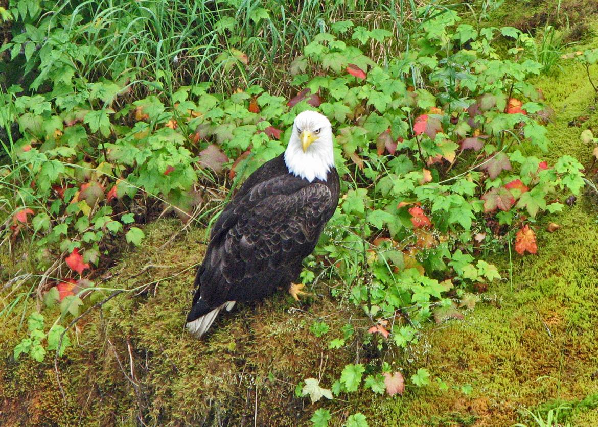A bald eagle landed on mossy ground and surrounded by wild ivy.