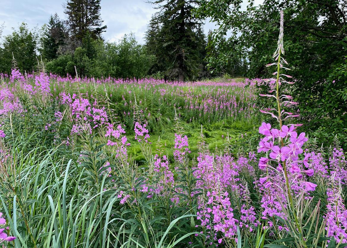 A field of purple wildflowers surrounded by forest.