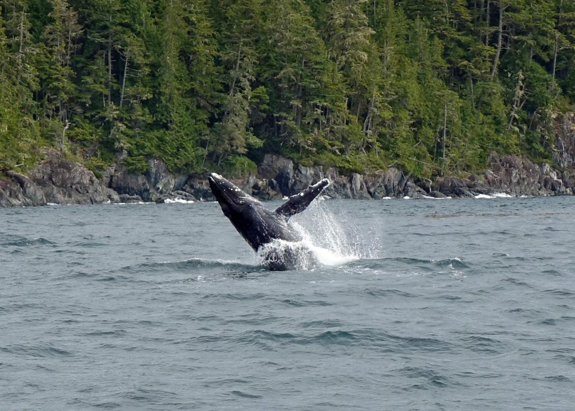 A whale breaching the water near a forest coastline.