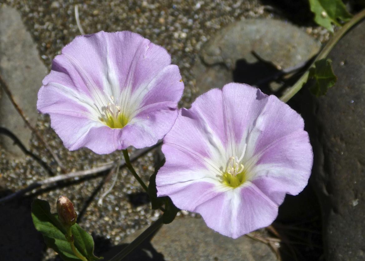 Two field bindweeds in full bloom.  They are pinkish purple flowers with a white middle.