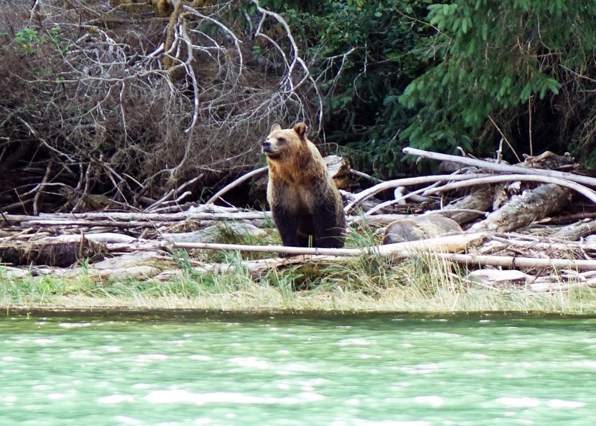 A bear stands in the middle of fallen trees at a shoreline.