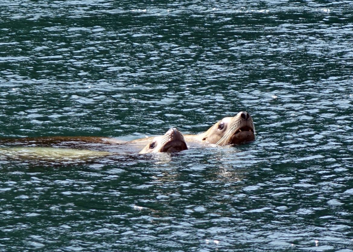 A pair of seals swimming in the water.