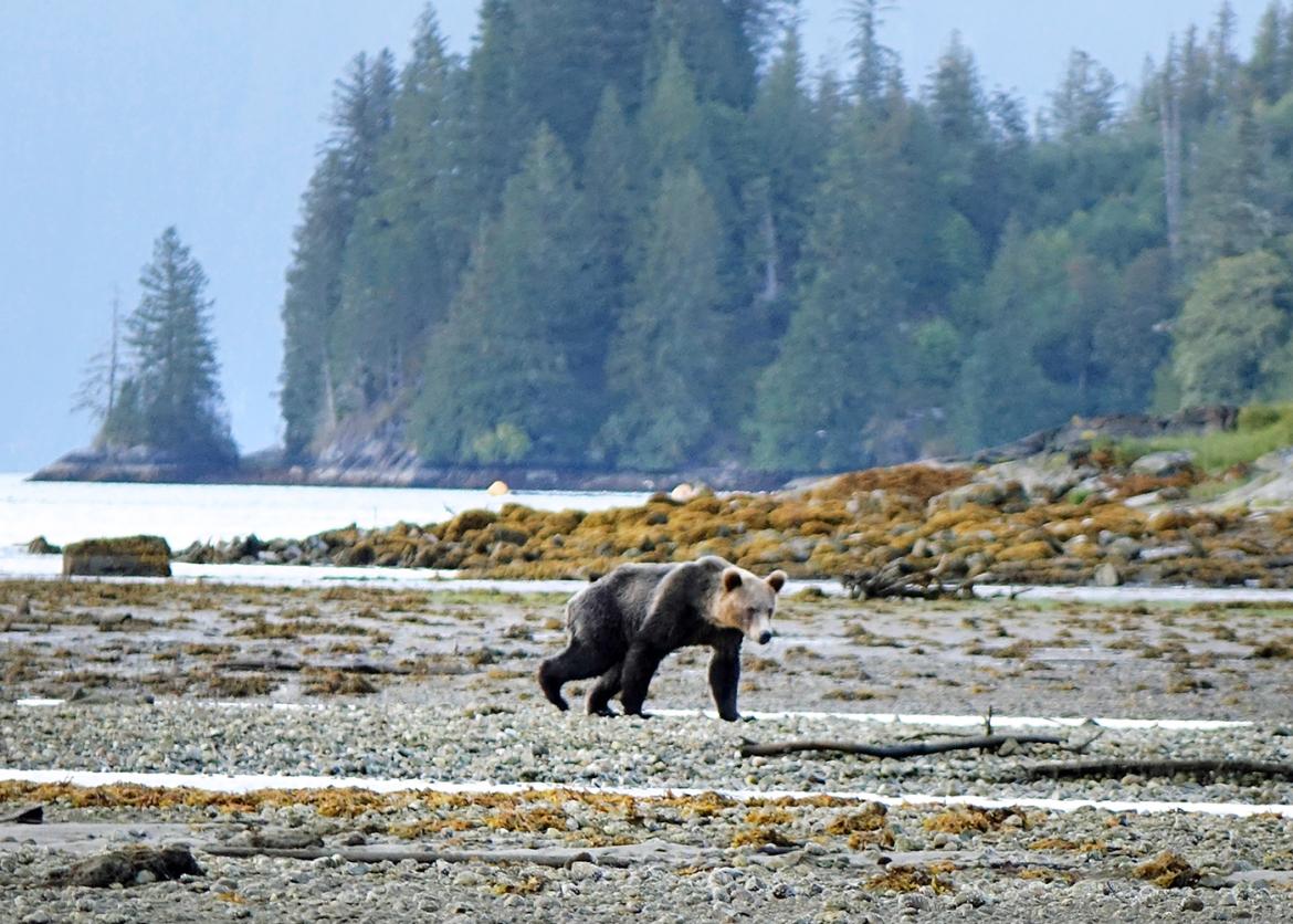 A bear walking on a shoreline.