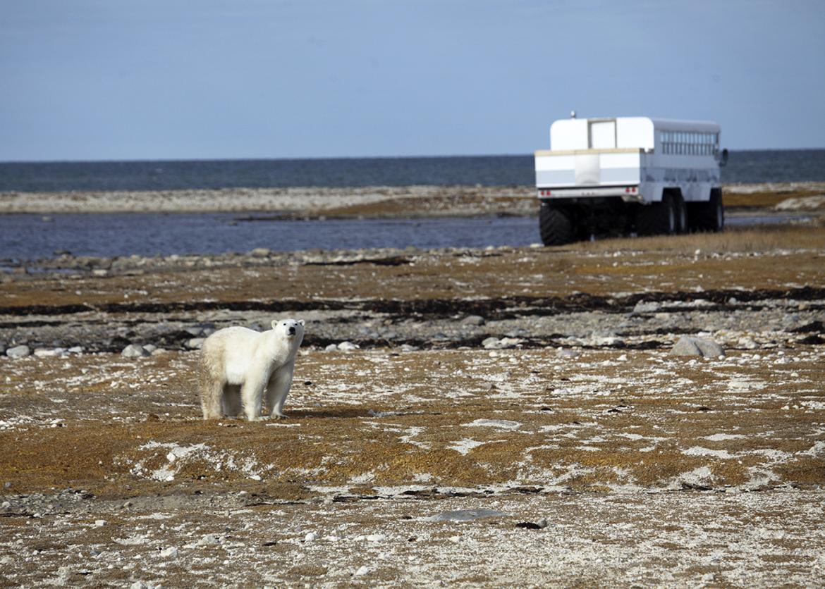 A polar bear on arctic tundra with a tundra buggy in the background.