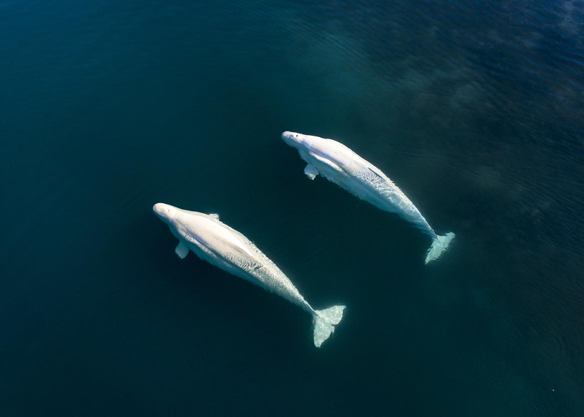Two beluga whales in the ocean