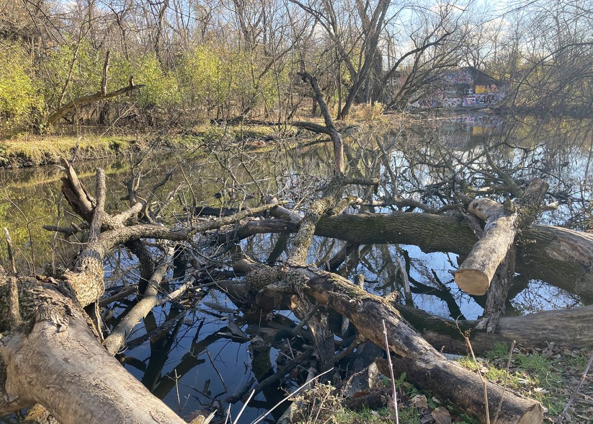 Fallen trees over a river