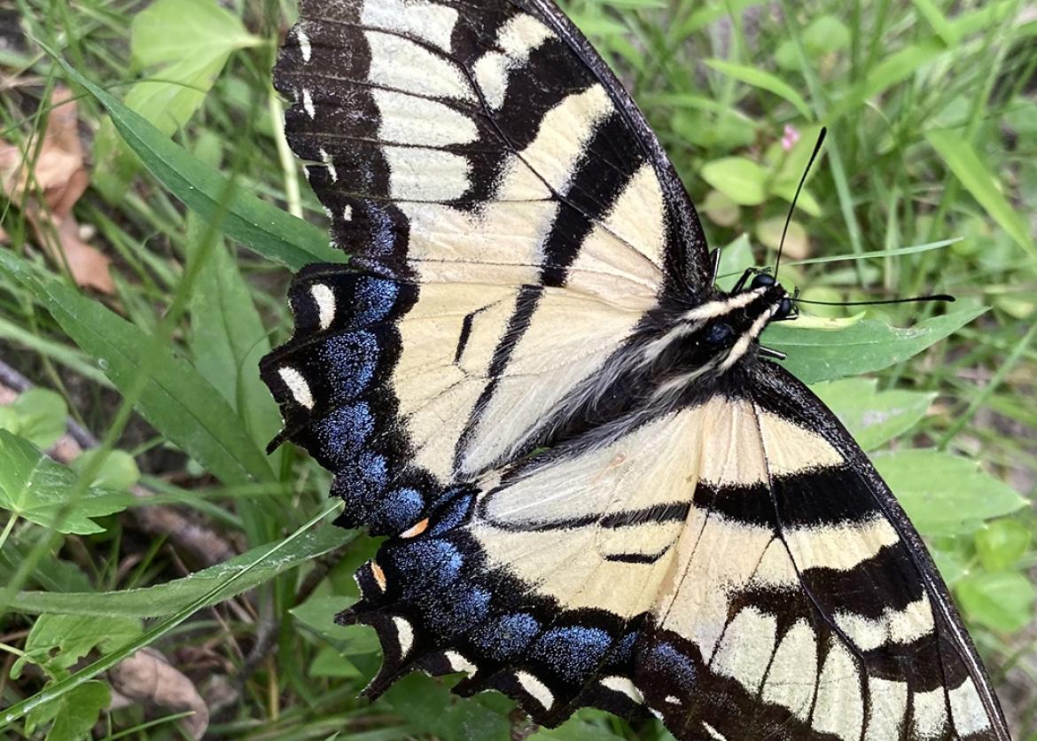 Yellow butterfly with black stripes rests on grass