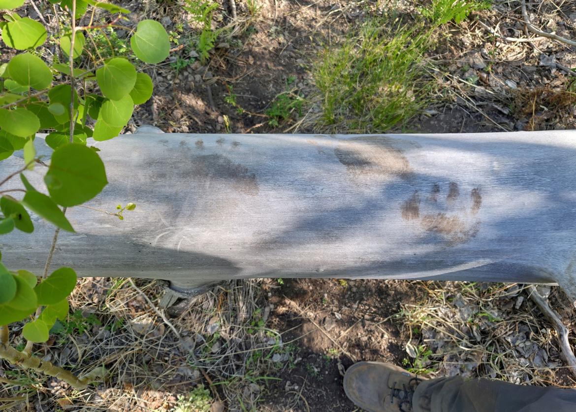 Bear paw prints, the muddy imprints left on a log.