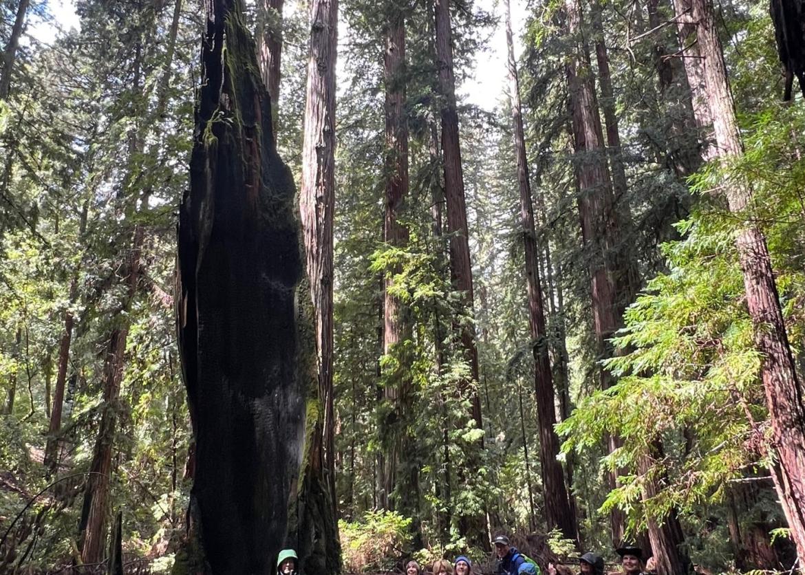 A group of eight stand near the base of a broken off redwood, dwarfed by its height.