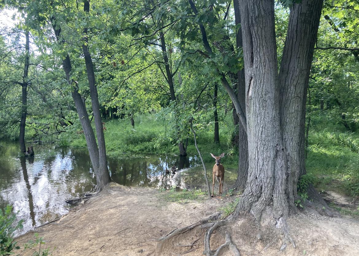 Deer in forest near Chicago.
