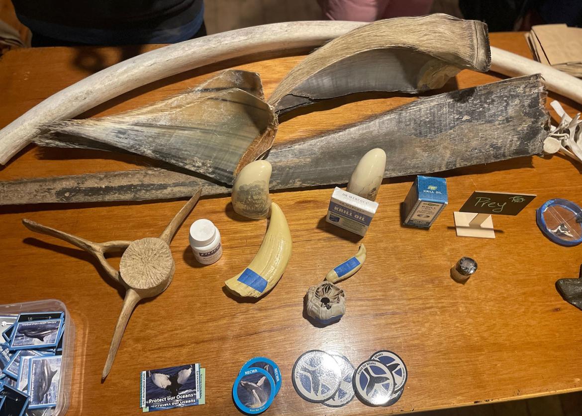 Whale bones and other artifacts.