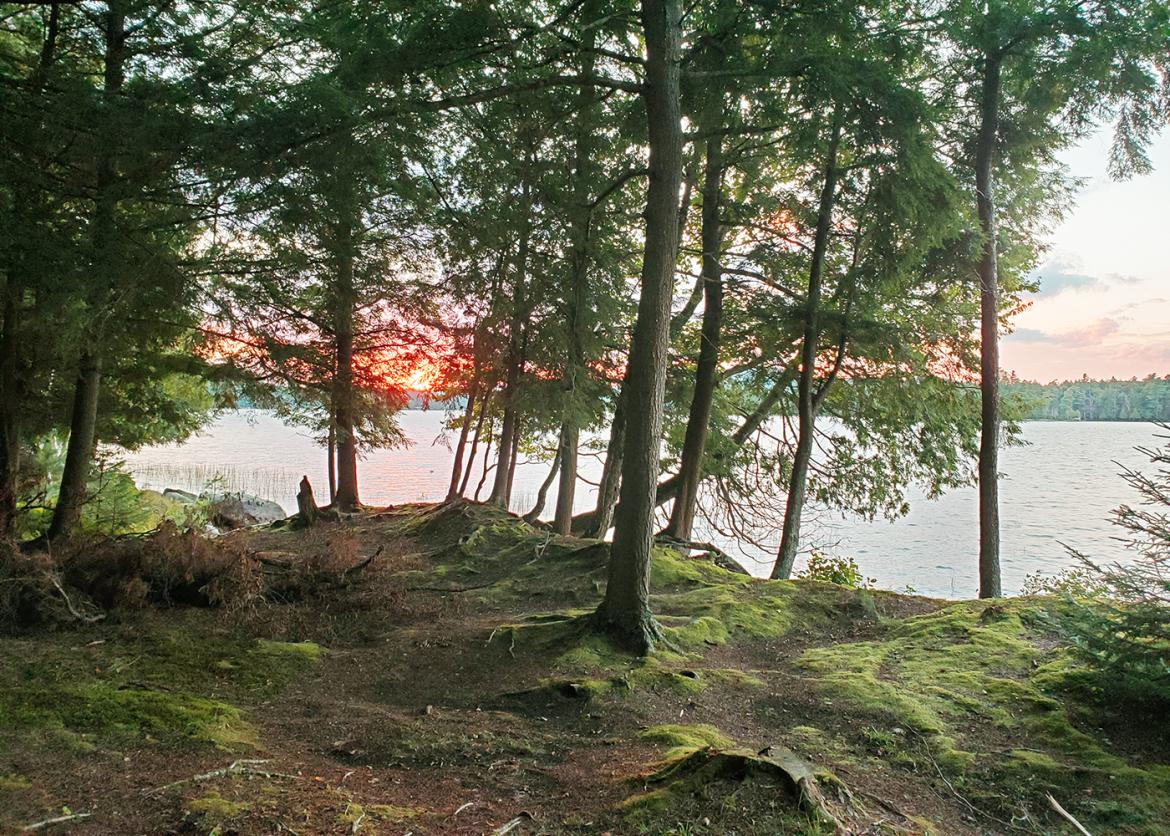 Mossy ground and trees with lake in the background at sunset.