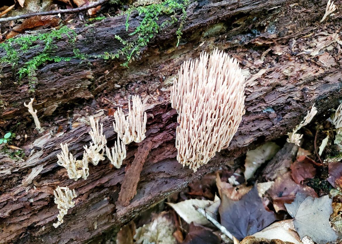 Mushrooms growing on log.