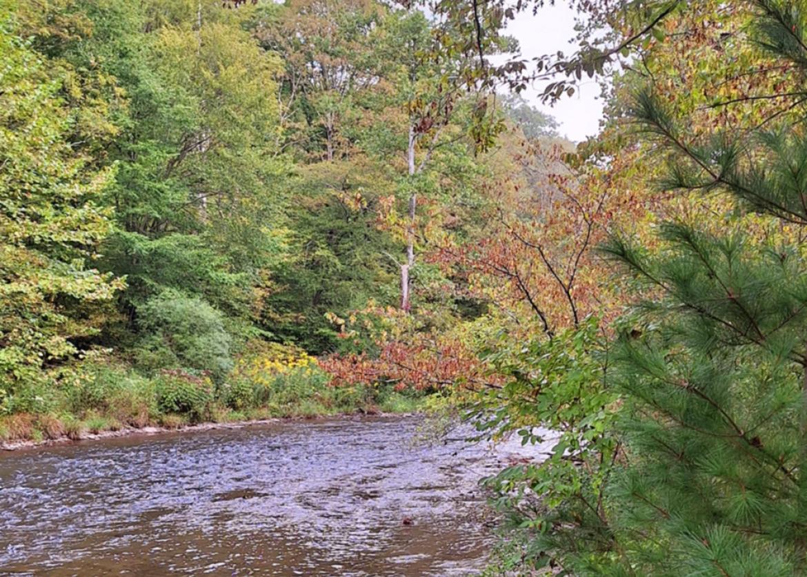 River running through forest in Cherry Springs State Park, Pennsylvania