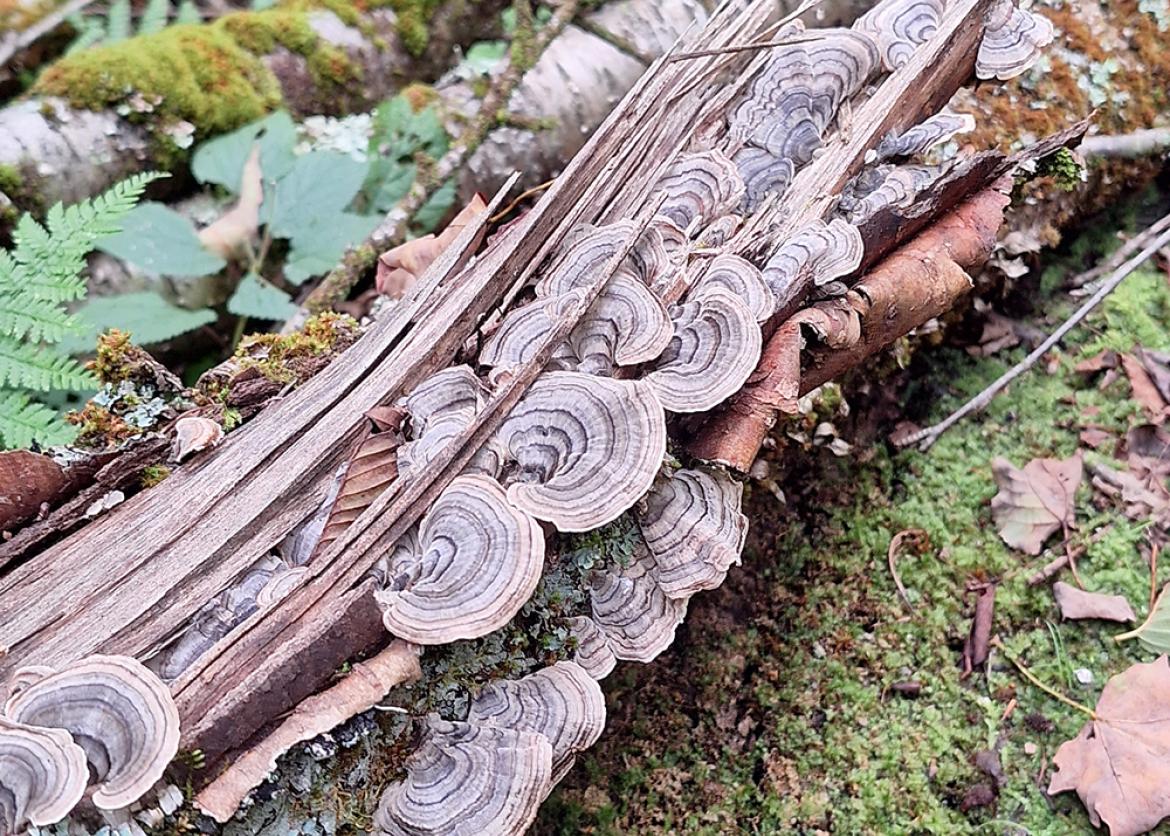 Mushrooms growing on a fallen log in Cherry Springs State Park, Pennsylvania