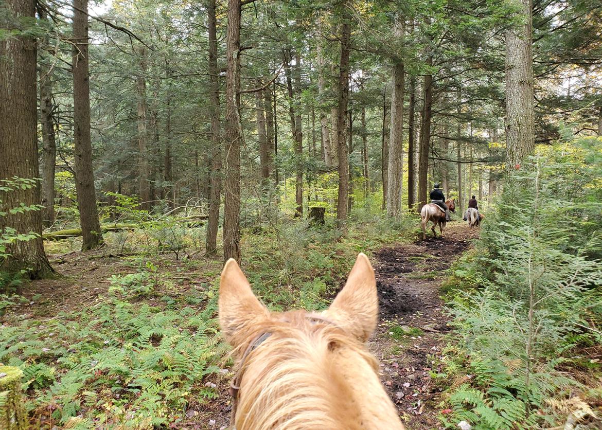 View of back of a horse head and ears while on a ride through the forest