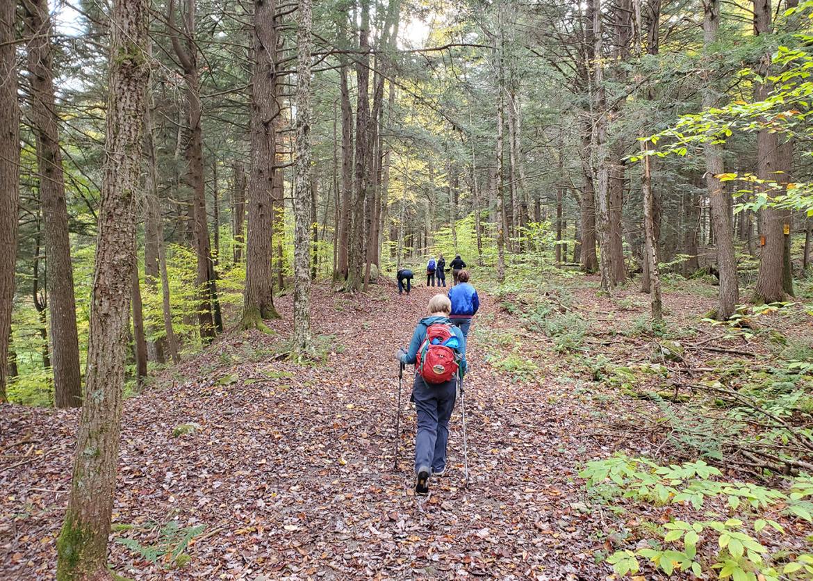 Trip participants hiking through a forest