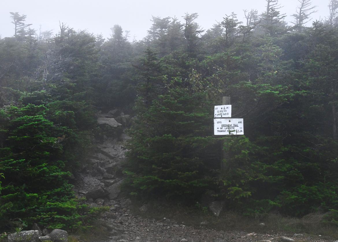 Foggy evergreen forest with a white trail sign