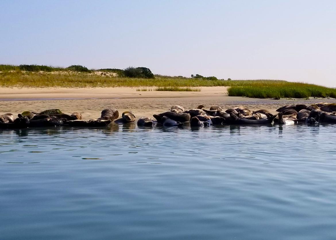 A bunch of seals laying besides the water.