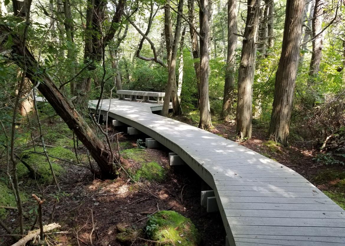 A wooden walkway winding through the woods.