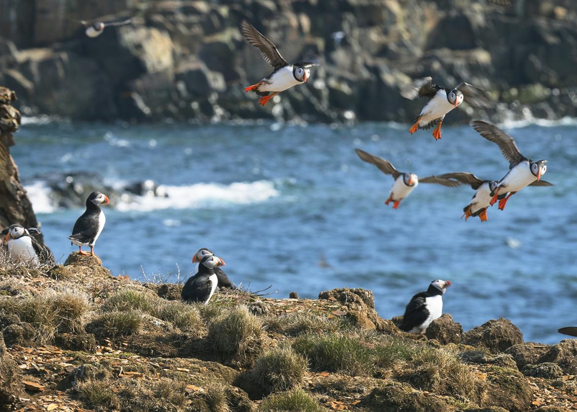 Numerous puffin birds roosting and flying by the coast in Newfoundland