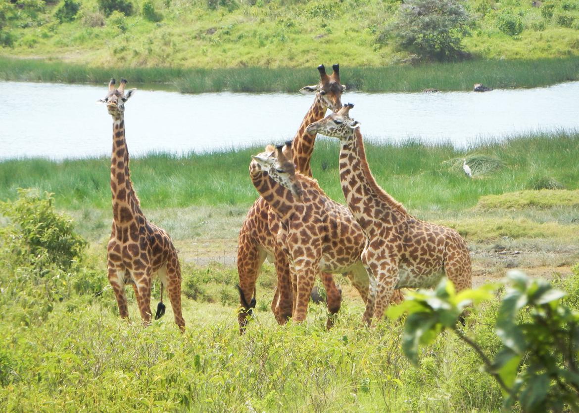 Tanzania Safari: Migration Over the Mara River