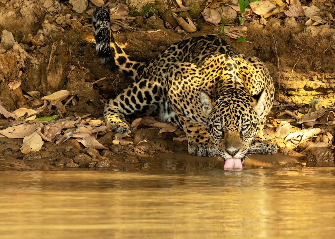 Pantanal Wildlife Adventure, Brazil