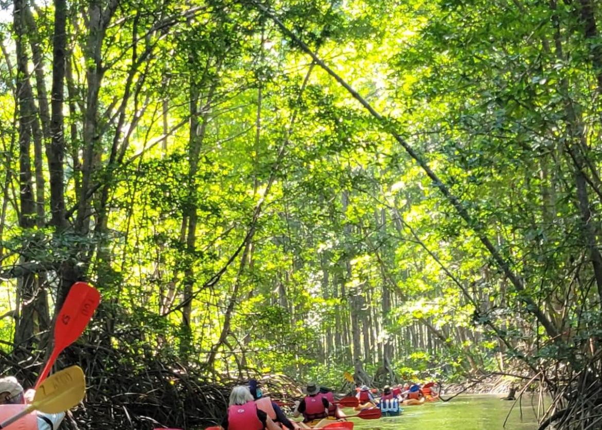 Kayakers paddle down a sunny river lined with trees.