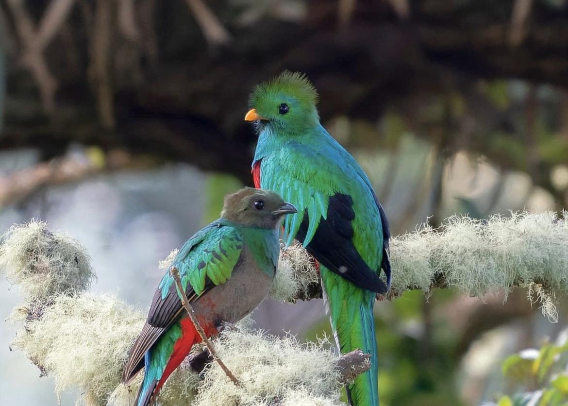 Two quetzals, tropical birds.