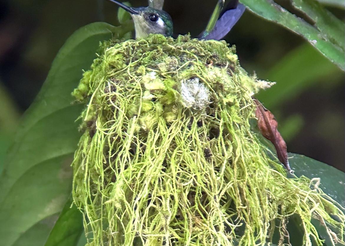 A hummingbird in a nest of lichen.