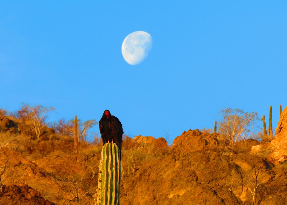 A condor rests on a cactus beneath a mostly full moon.