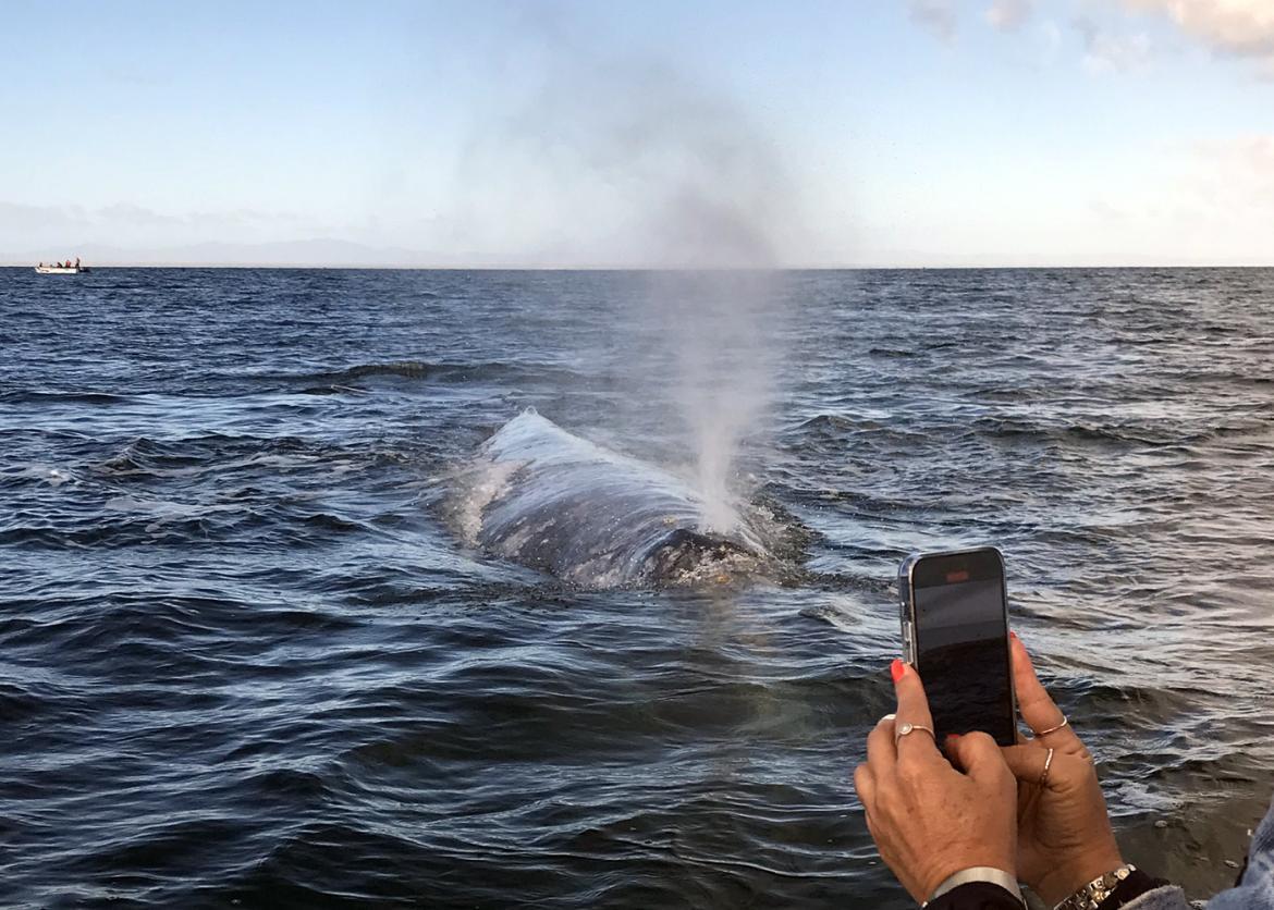 A whale spouting from its blowhole.  There are hands holding a phone up to take a picture.