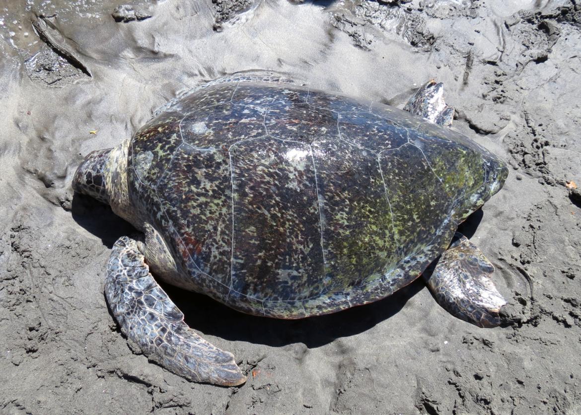 A sea turtle on the beach.