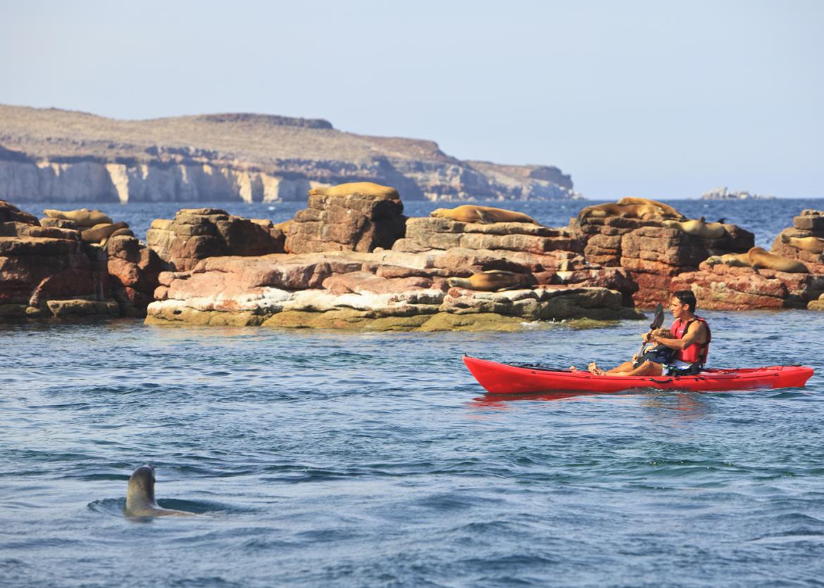 A kayaker paddles past seals who are sunning themselves on rocks.  A seal swims in the water nearby.
