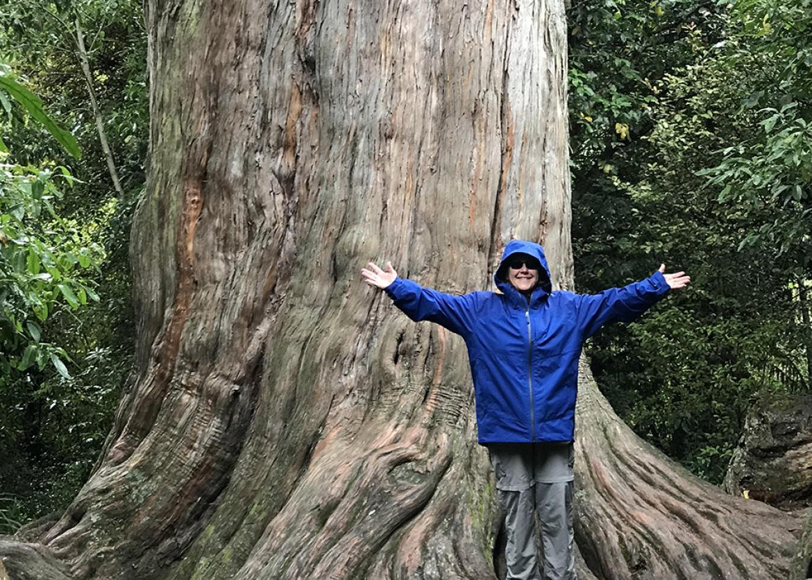 A person stands delighted and with their arms outstretched at the base of an enormous tree.