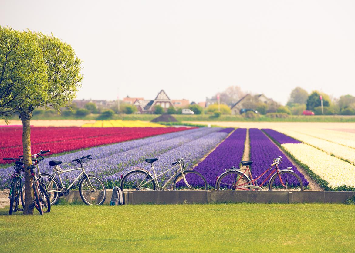 Bicycles parked next to neat rows of brightly colored growing flowers.